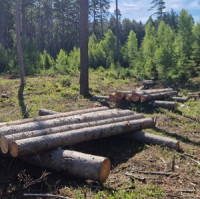 Vojenské lesy a statky ČR úspěšně bojují s kůrovcem